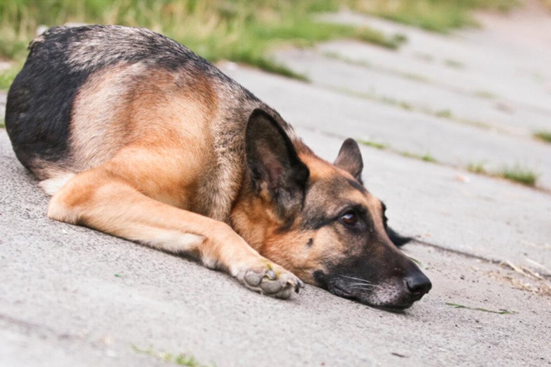 Critically Abused Dog Lies Paralyzed, Then Rescuers See Someone Guarding Her Inches Away