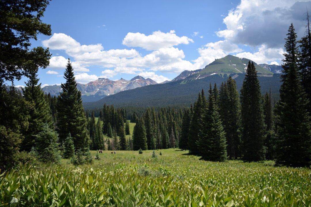 A Birding Adventure in Telluride