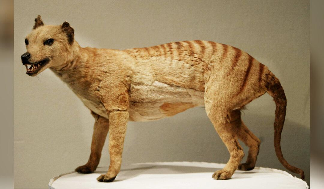 People Spotting Tasmanian Tiger, 80 Years After Presumed Extinction