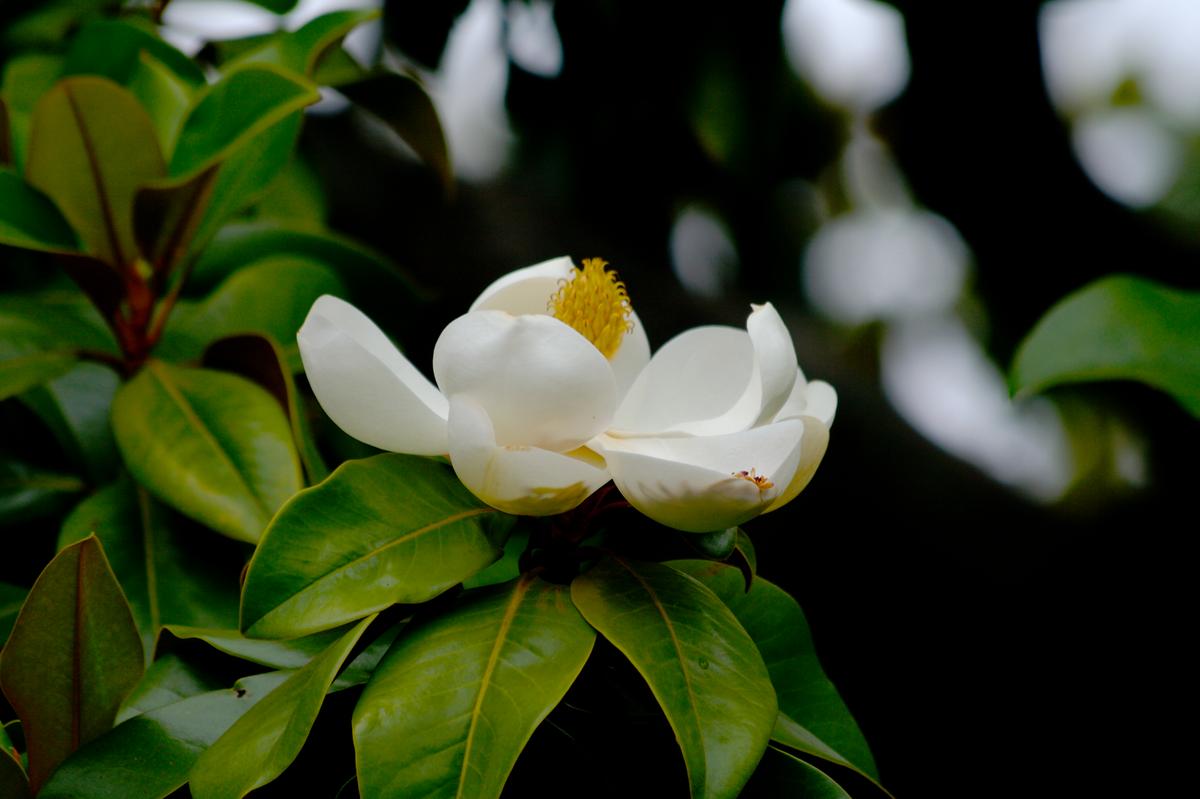 Long Beach Could Lose Thousands of Beloved Magnolia Trees