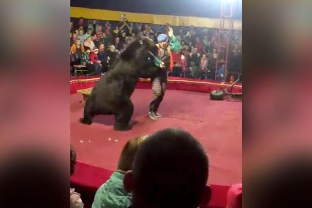 Russian Circus Bear Mauls Its Trainer, Terrifying Crowd