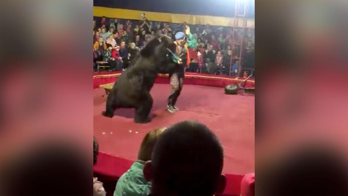 Russian Circus Bear Mauls Its Trainer, Terrifying Crowd