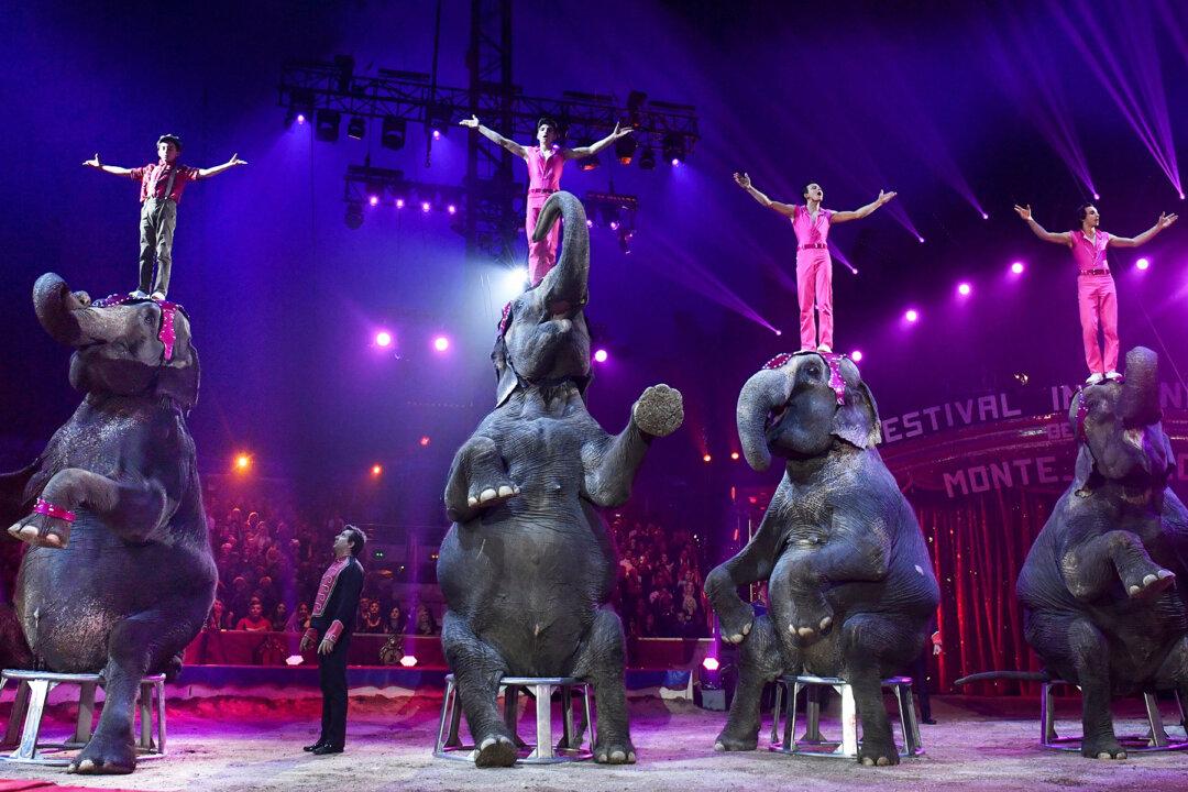 Denmark Buys Nation’s Last 4 Circus Elephants to Help Them Retire Early