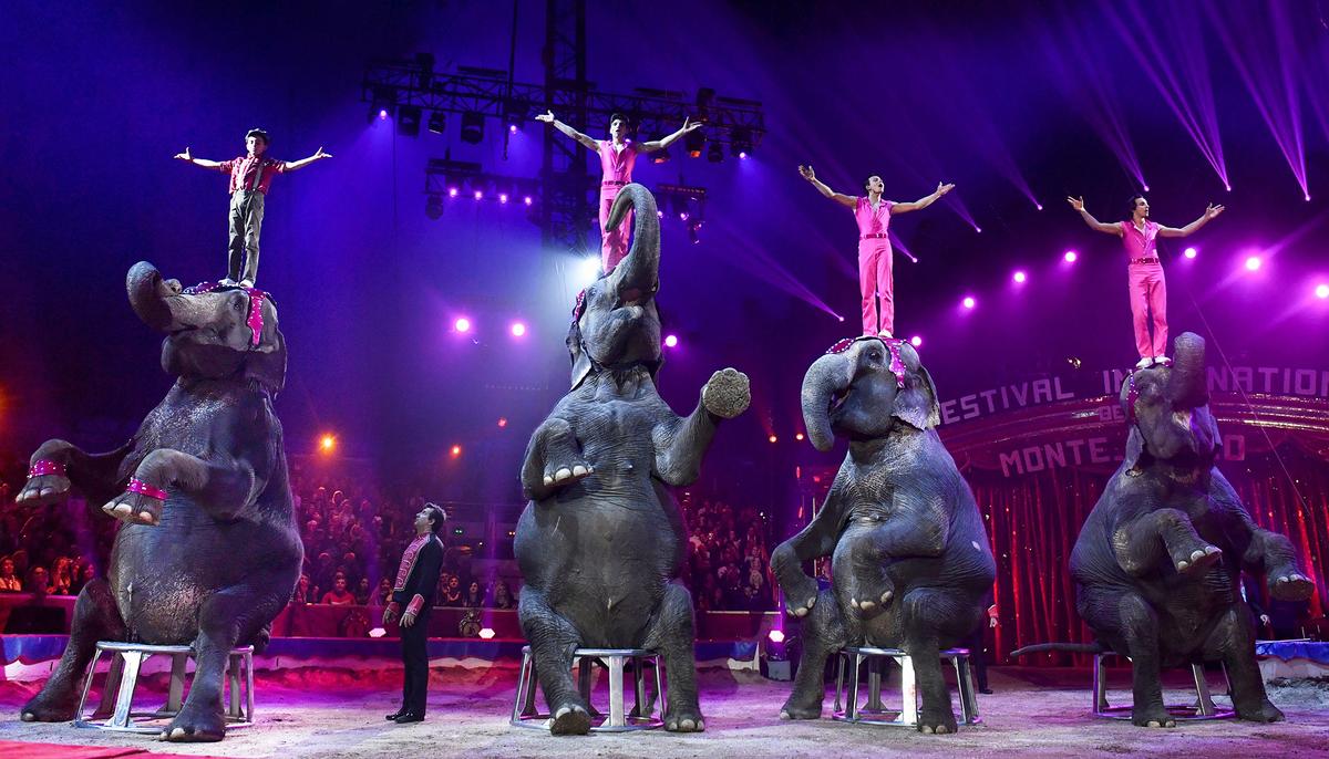 Denmark Buys Nation’s Last 4 Circus Elephants to Help Them Retire Early