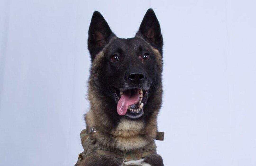 Trump Declassifies Photo of Military Dog Hurt in al-Baghdadi Raid