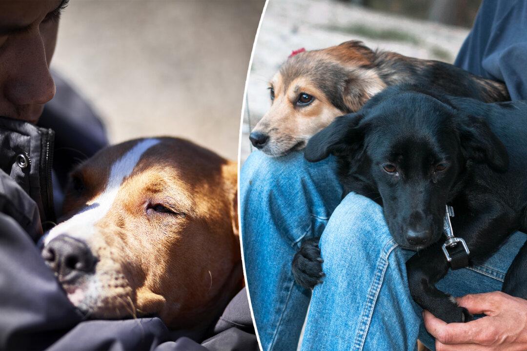 Prison Inmates Help Rehabilitate Abused Rescue Dogs for Adoption and Learn to Love Again