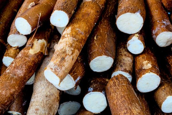 Yuca. (Shutterstock)