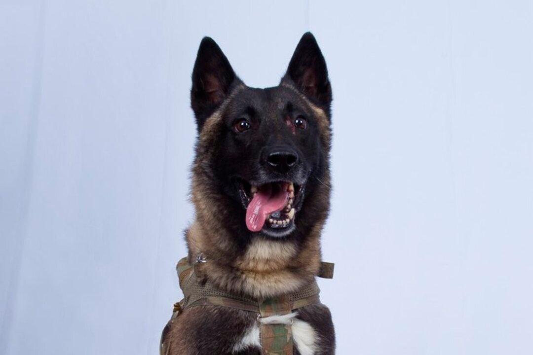Trump Identifies ‘Conan,’ Military Dog in ISIS Raid, Says He Will Visit White House