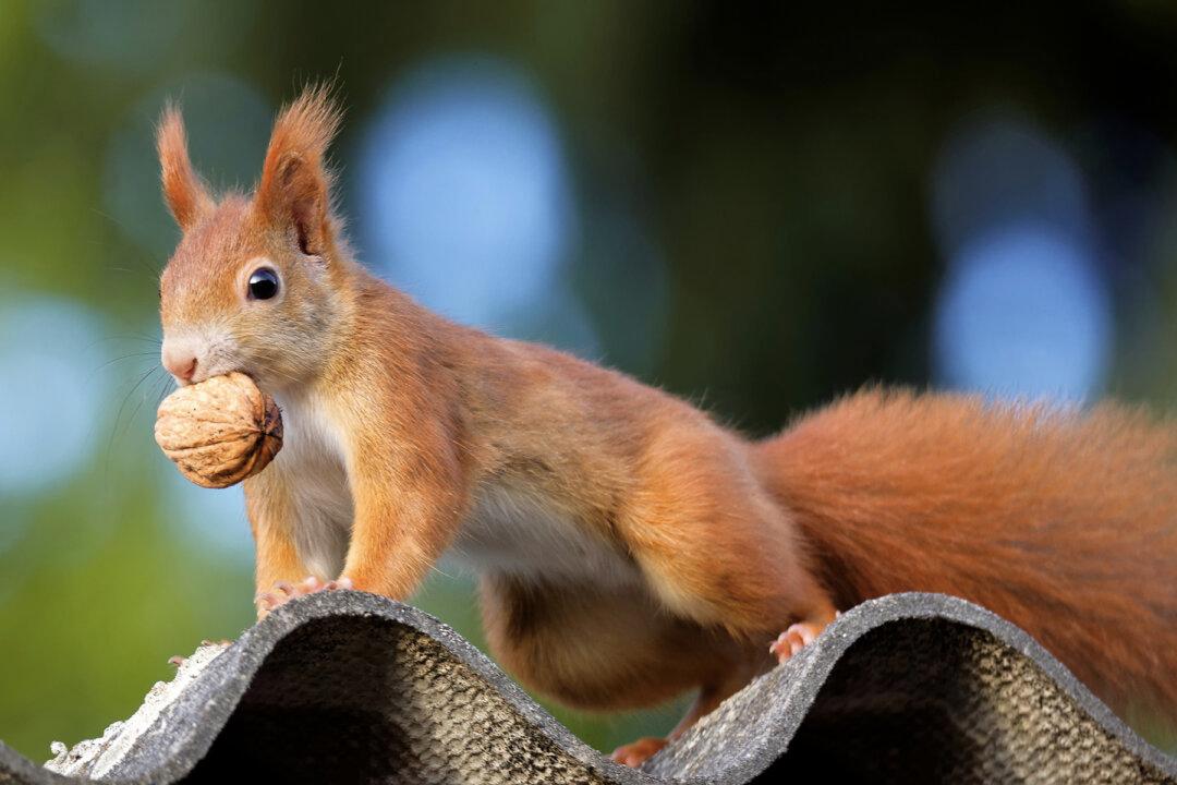 Squirreled Away: Couple Finds Over 200 Walnuts Stashed Under the Hood of Their Car