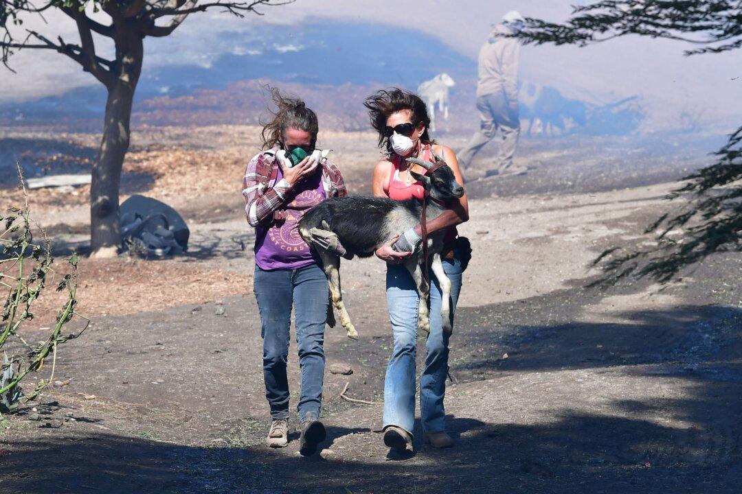 Hundreds of Goats Helped Save the Reagan Presidential Library