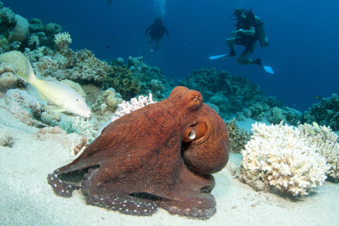Video: Stealthy Octopus Leaps Out of Tidepool, Ambushes, Eats Crab, Amateur Footage Shows