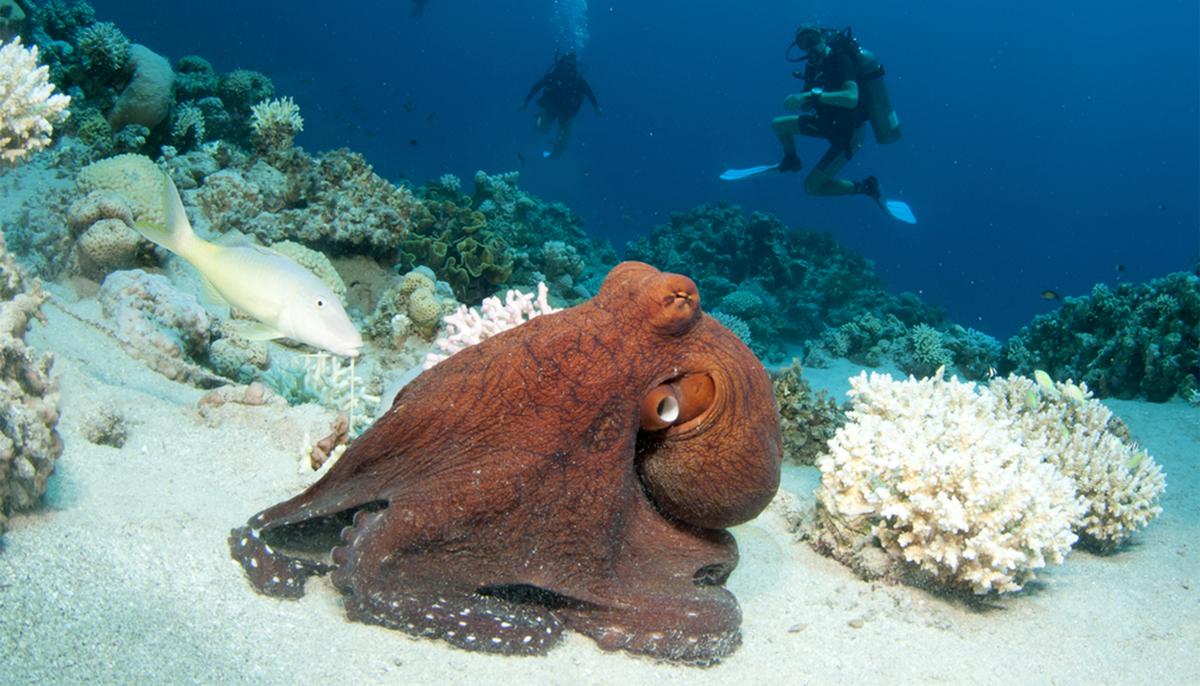 Video: Stealthy Octopus Leaps Out of Tidepool, Ambushes, Eats Crab, Amateur Footage Shows