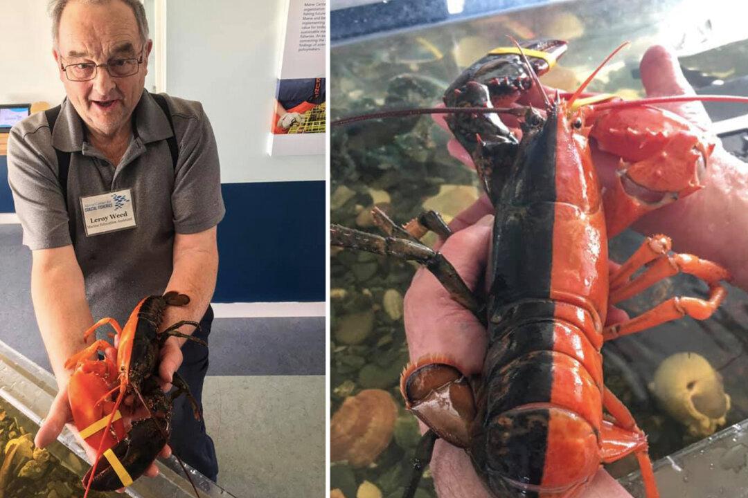 Incredibly Rare 1-in-50 Million Orange-and-Black Lobster Found in Maine