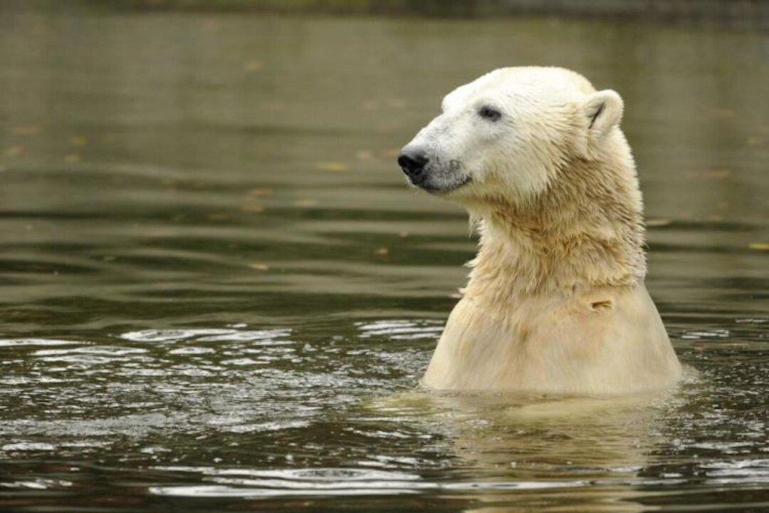 Canadian Polar Bear Population Thriving Despite Climate Change, Court Documents Claim