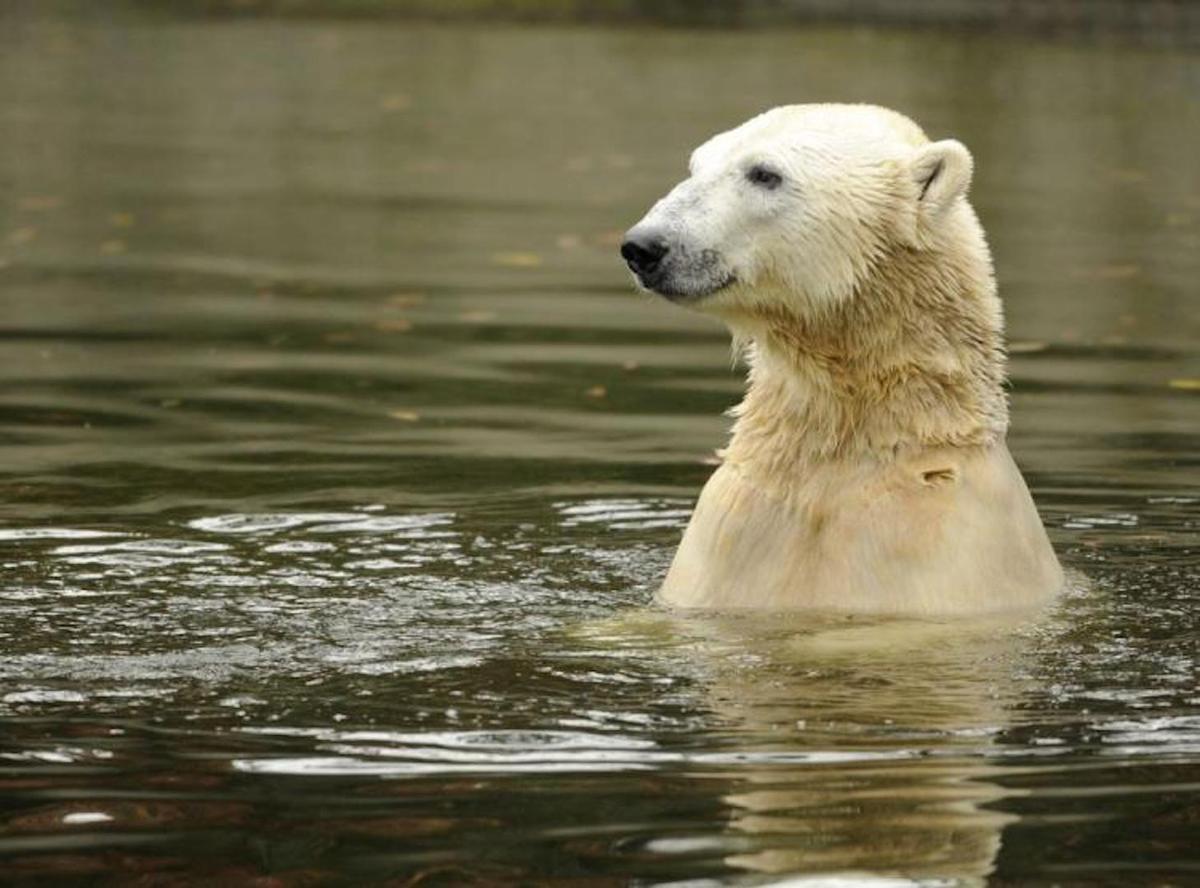 Canadian Polar Bear Population Thriving Despite Climate Change, Court Documents Claim