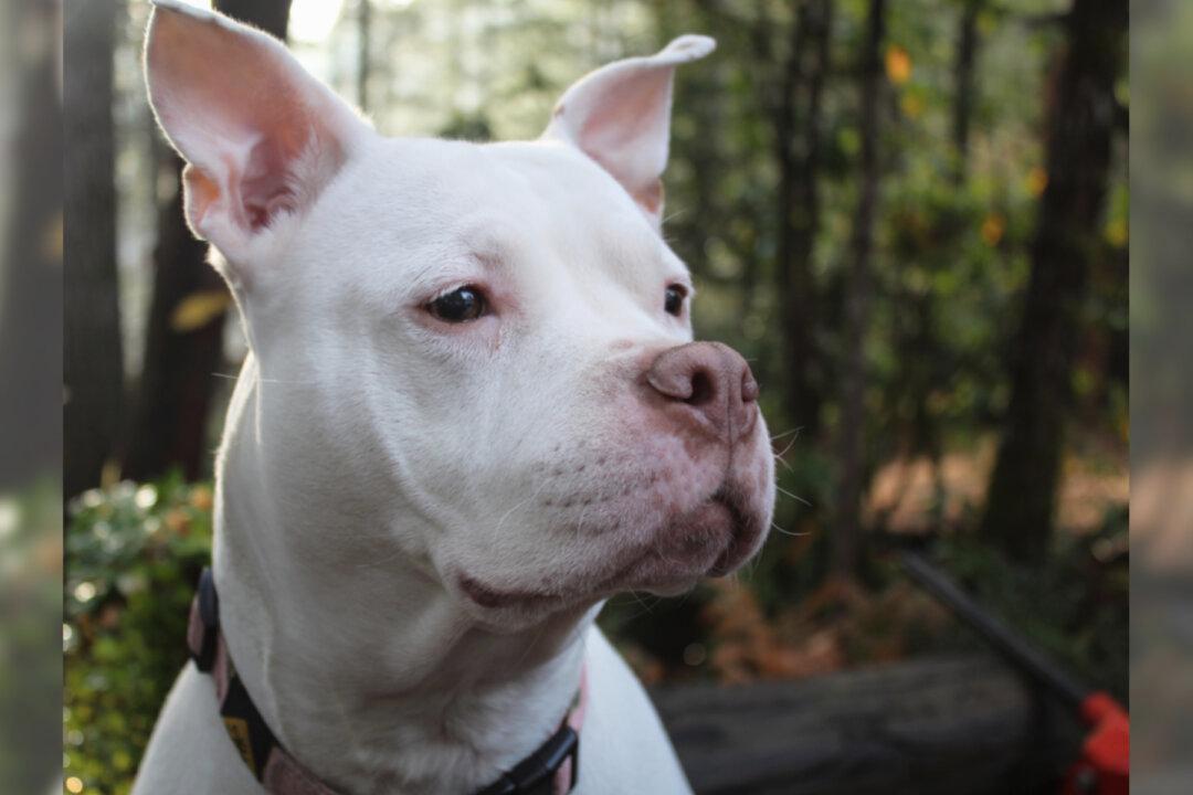 Stolen Dog Separated From Owner for 2 Years Jumps for Joy During Amazing Reunion