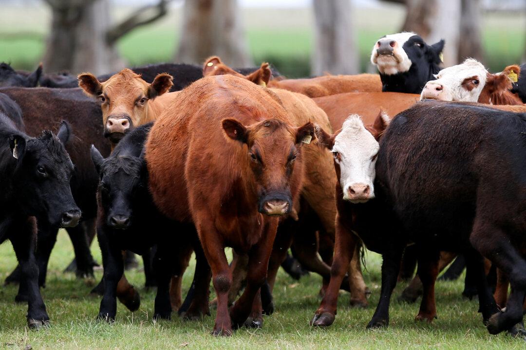 Argentina Halts Beef Exports for 30 Days Over Heavy Demand From China