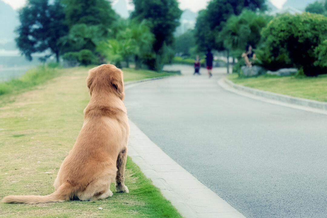 Dog Faithfully Waits by Side of the Road for 4 Years Before Owner Spots Him on Facebook