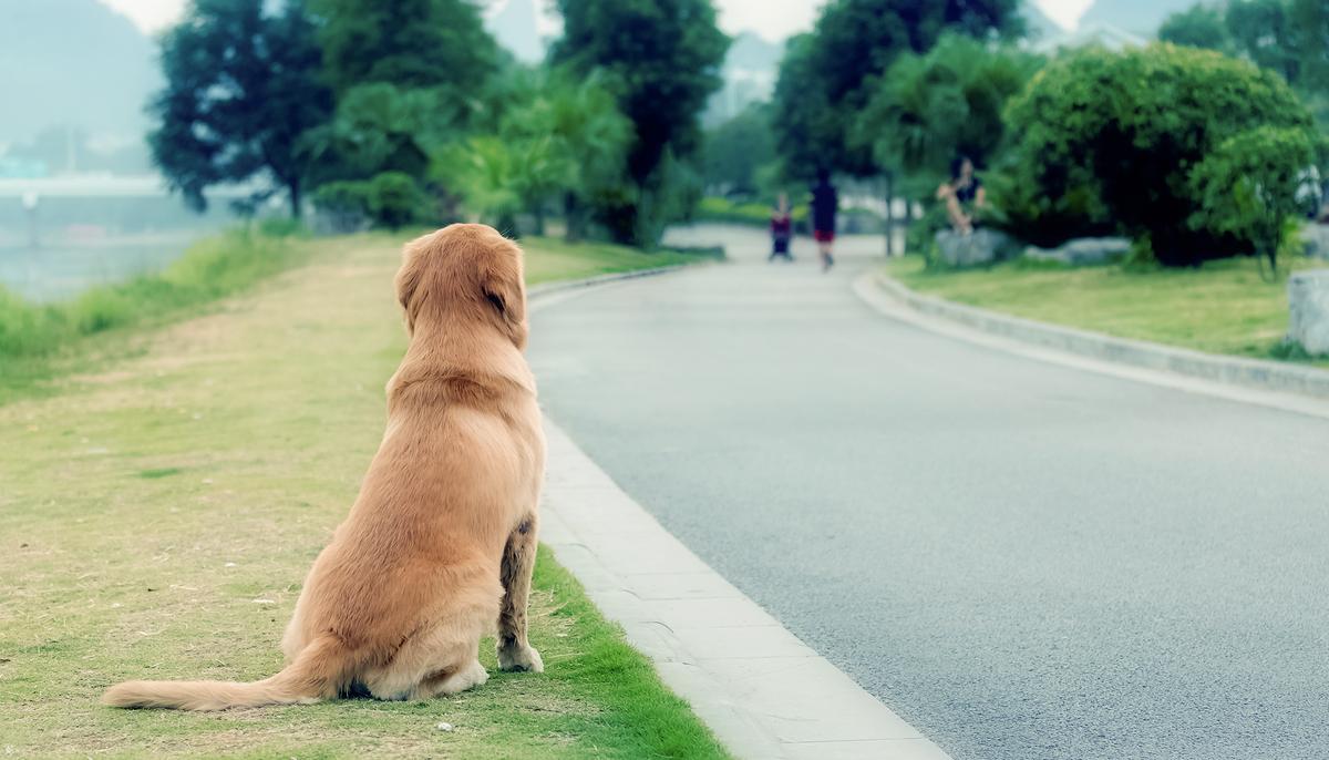 Dog Faithfully Waits by Side of the Road for 4 Years Before Owner Spots Him on Facebook