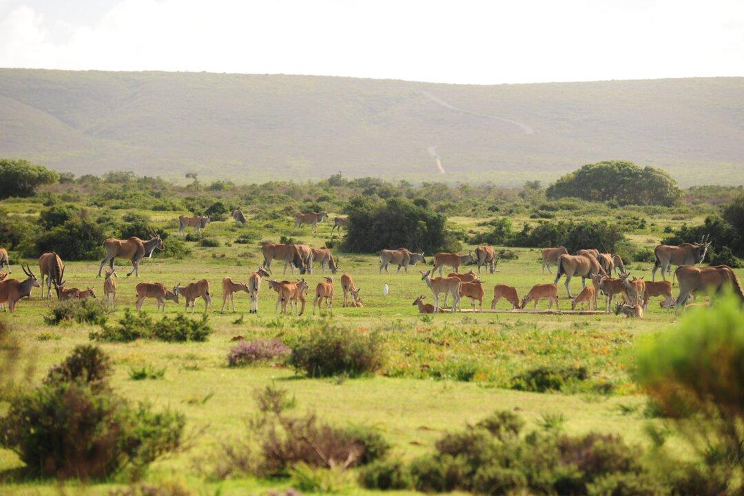 Wildlife Encounters at De Hoop Nature Reserve