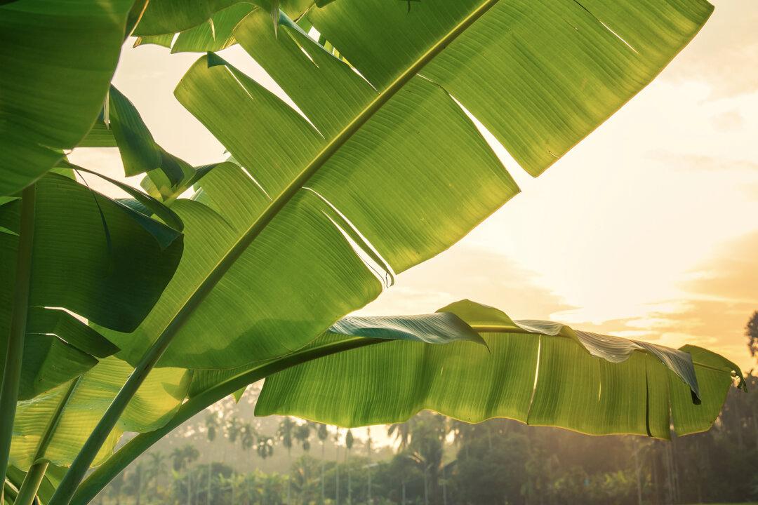 Peruvian Entrepreneurs Invent Plastic-free, Eco-friendly Plates Made From Banana Leaves