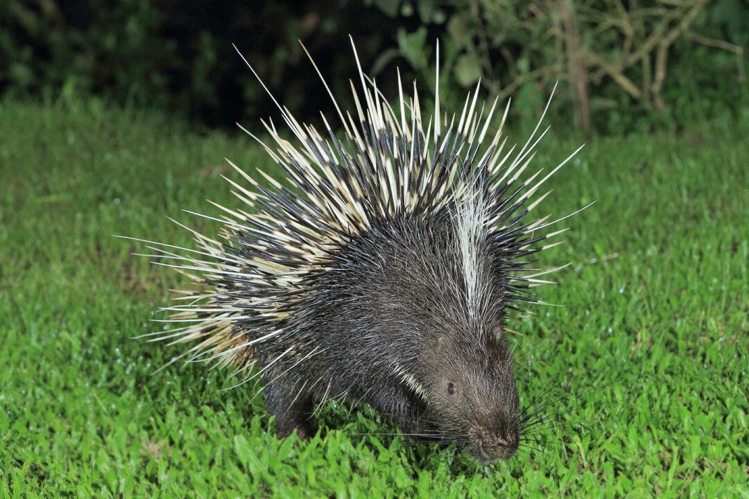 Homeless Dog Finds a Home After Dreadful Encounter With Porcupine Posted on Facebook