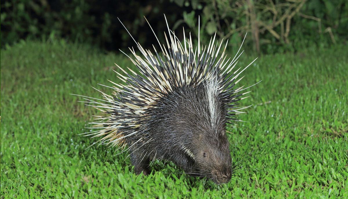 Homeless Dog Finds a Home After Dreadful Encounter With Porcupine Posted on Facebook