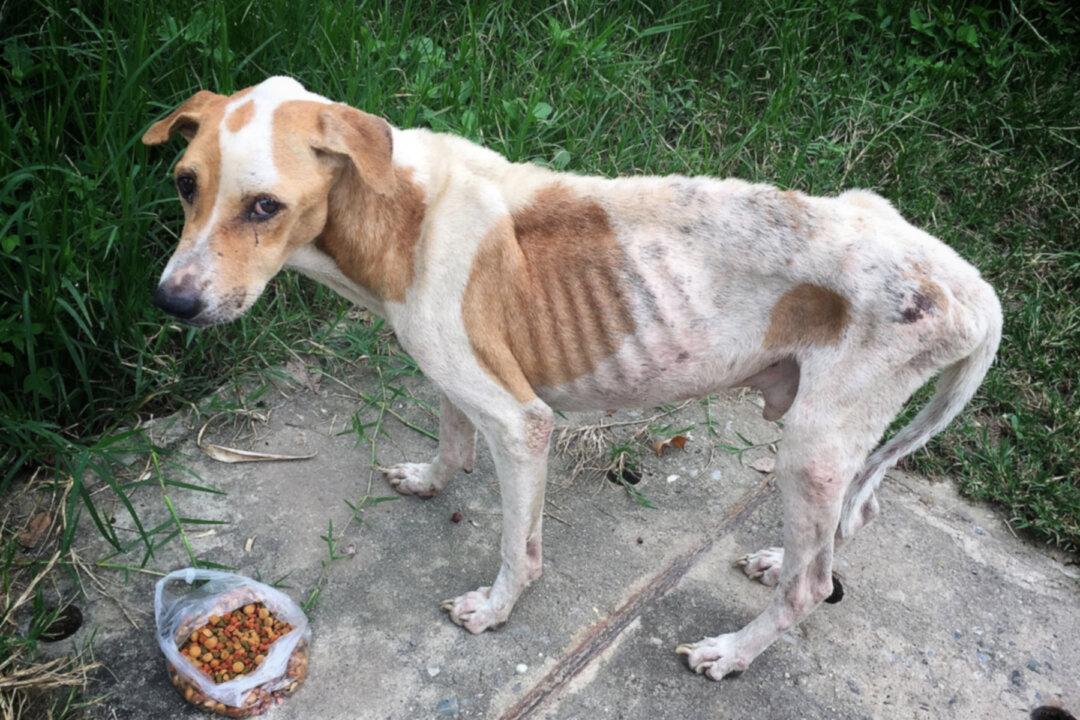 Starving Pit Bull Left to Die on Streets, Pulled Through After Being Rescued by Police