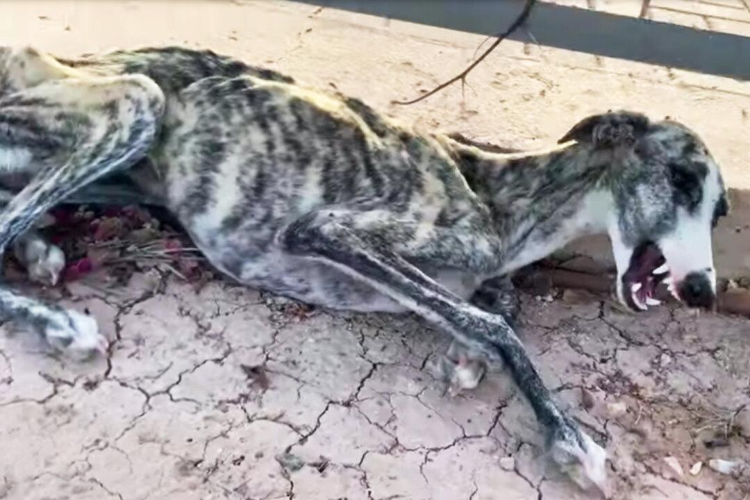 Abandoned, Starving Greyhound ‘Screams’ As Rescuer Approaches, but Watch Her Amazing Transformation!