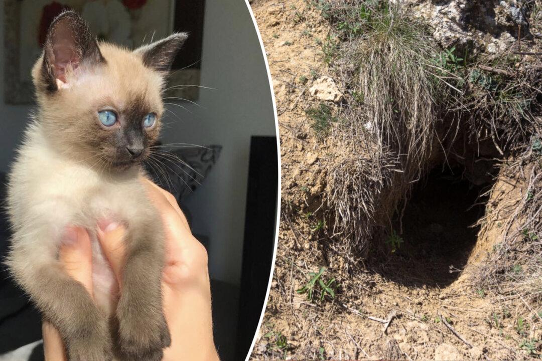 Lady saves near-death kitten and turns it into a cute blue-eyed mischievous fur ball