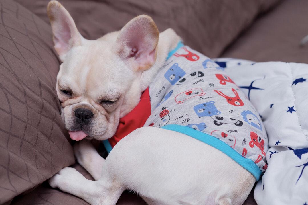 Man Tells Puppy ‘You Look Handsome!’ The Pup’s Response Will Have You in Stitches