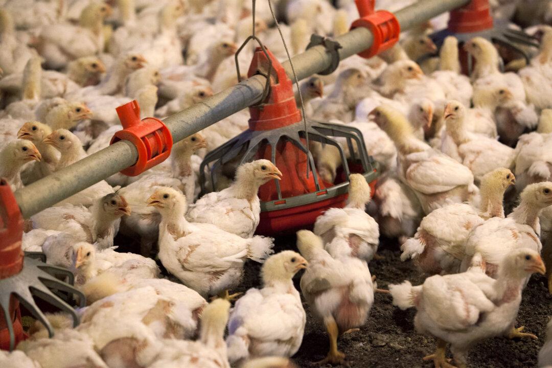 China Lifts Restrictions on Imports of US Poultry: Customs