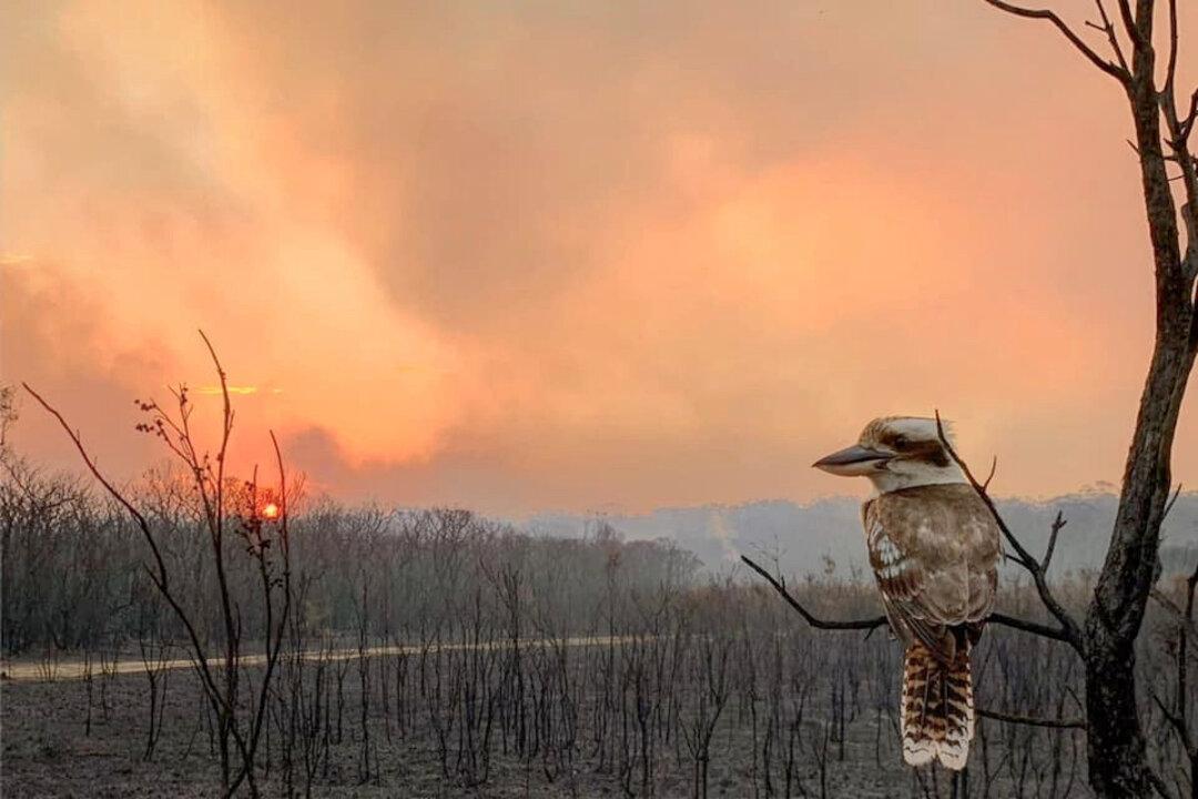Why Are Island-Dwelling Australian Birds at Higher Risk of Extinction?
