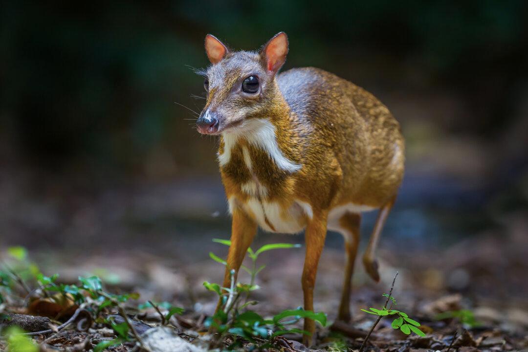 Impossibly Rare ‘Mouse-Deer’ Thought to Be Extinct Caught on Camera in Forests of Vietnam