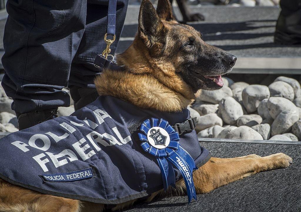 5 Slashed Bodies Found on Roadside in Southern Mexico