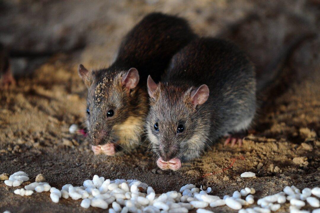 San Francisco Walgreens Forced to Close Over ‘Severe Rat Infestation’