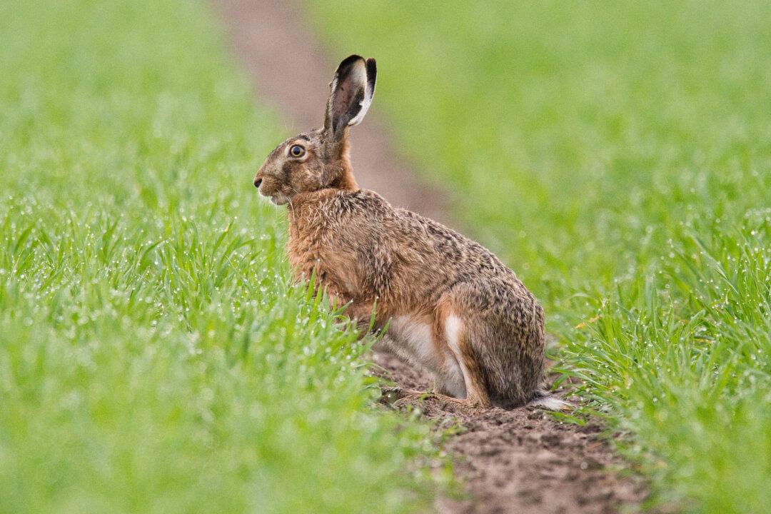 Netizens Suspect Chinese Authorities Covering Up New Cases of Plague