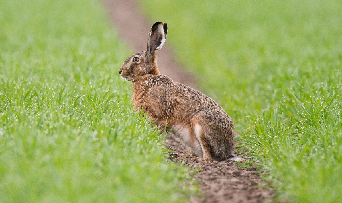Netizens Suspect Chinese Authorities Covering Up New Cases of Plague