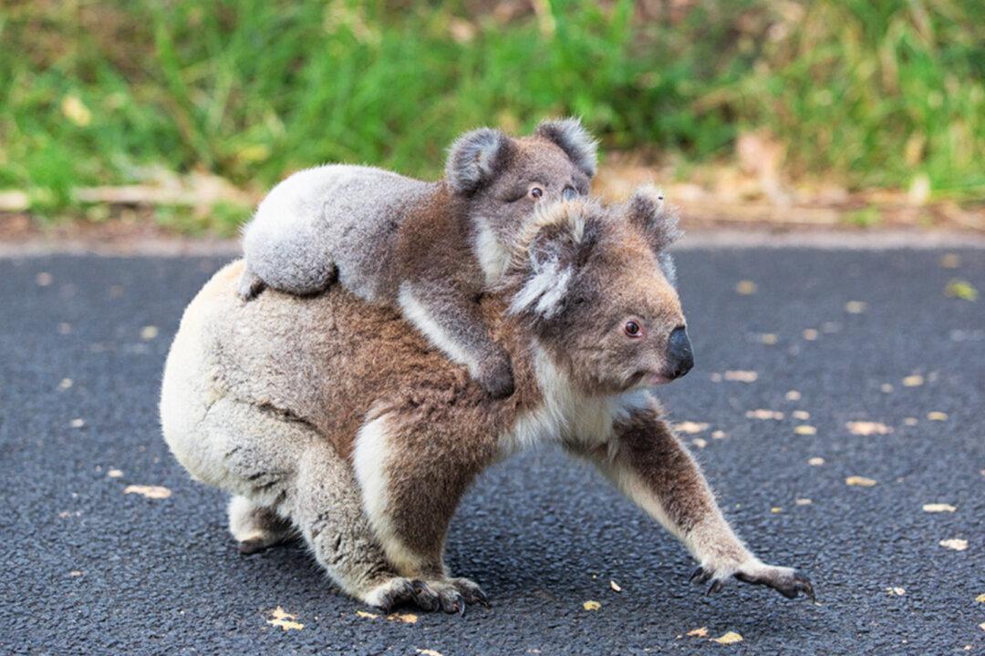 Heartwarming Picture Captures a Baby Koala Hugging His Mom During Life-Changing Surgery