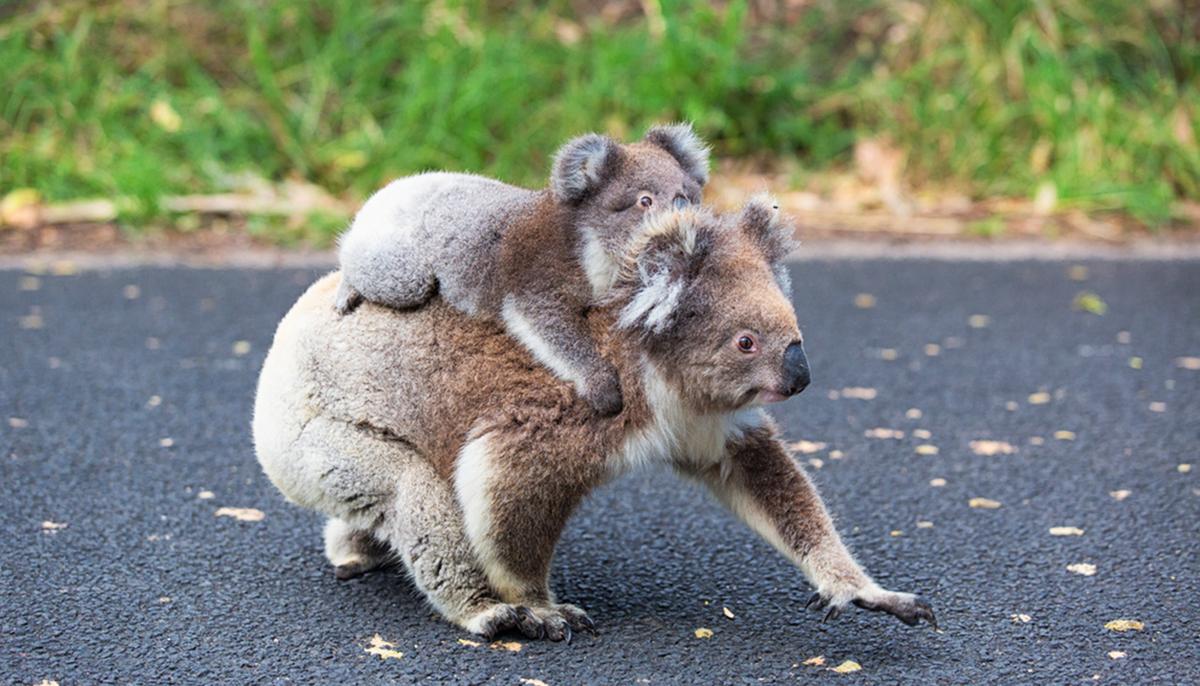 Heartwarming Picture Captures a Baby Koala Hugging His Mom During Life-Changing Surgery