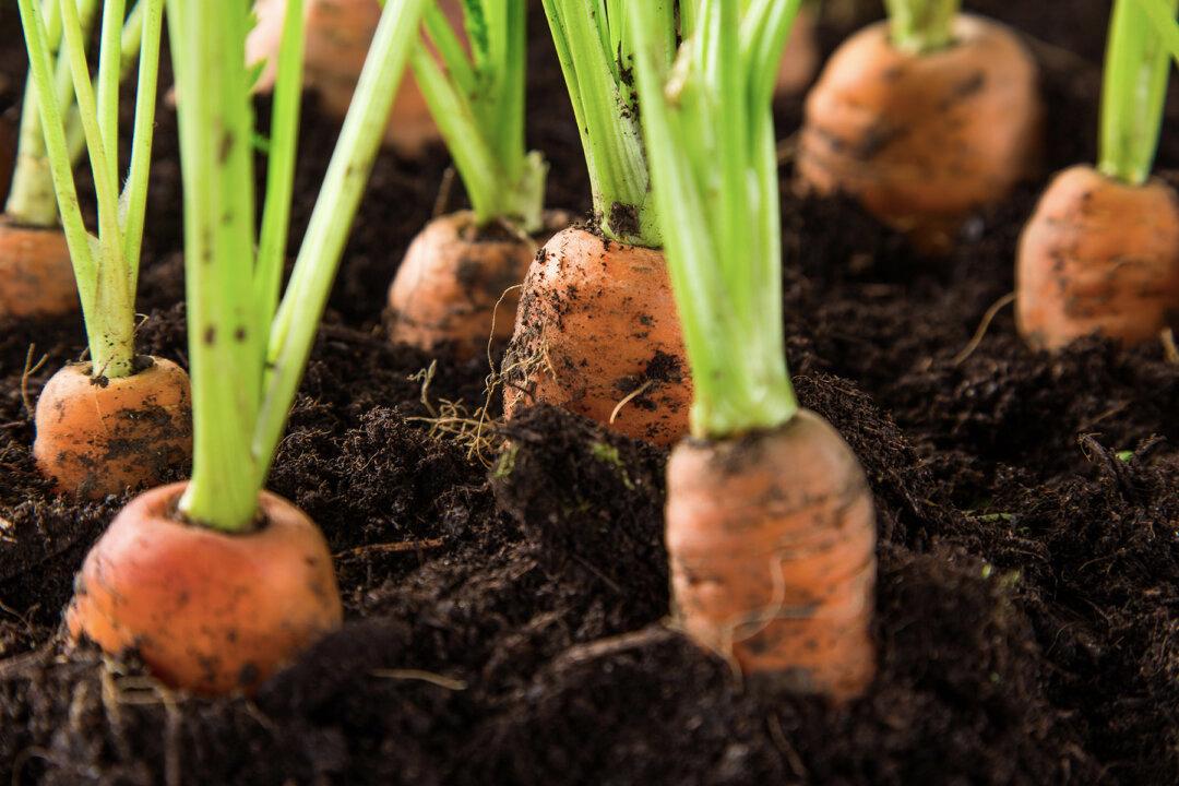 Man Finds Lost Wedding Ring Stuck in a Carrot Years After Losing It