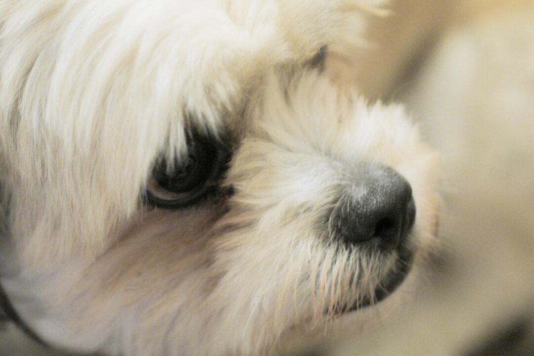 Sleeping Man’s Dentures Go Missing, Until He Sees His Dog’s Hilarious New Smile