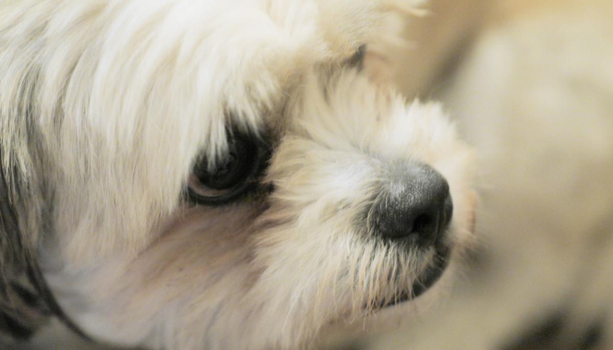 Sleeping Man’s Dentures Go Missing, Until He Sees His Dog’s Hilarious New Smile