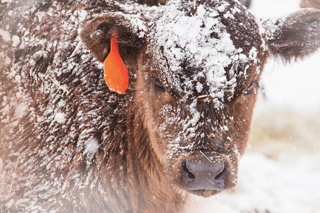 Photos of Cattle Farmer Using Woolly Earmuffs to Protect Baby Cows From Frostbite Go Viral