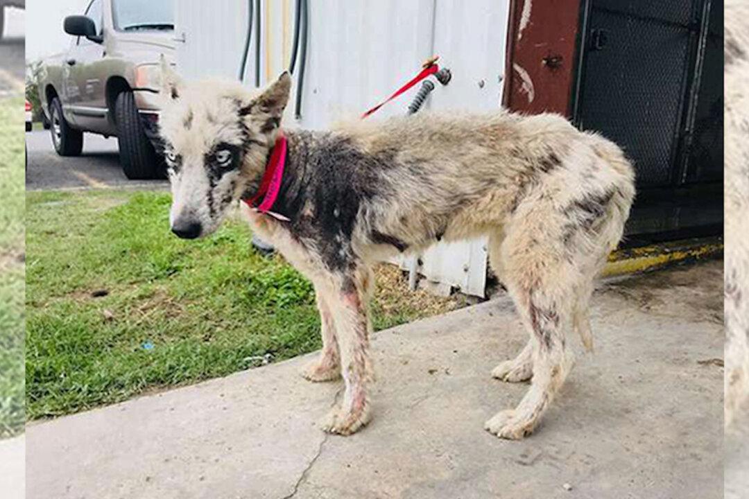 Can You Believe This Beautiful Husky Was on the ’to-be-euthanized‘ List? She’s Now Lovin’ Life