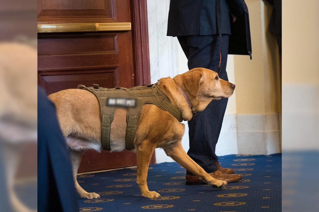 ‘Man’s Best Friend’ Turned ‘Best Man’: Service Dog Stands by Wounded Veteran at His Wedding