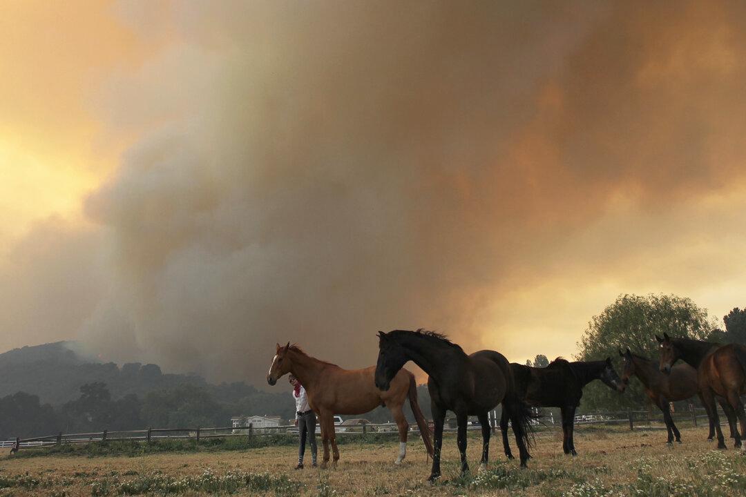 Horse Runs Toward Flames to Rescue Mare and Colt During California Wildfire in Simi Valley