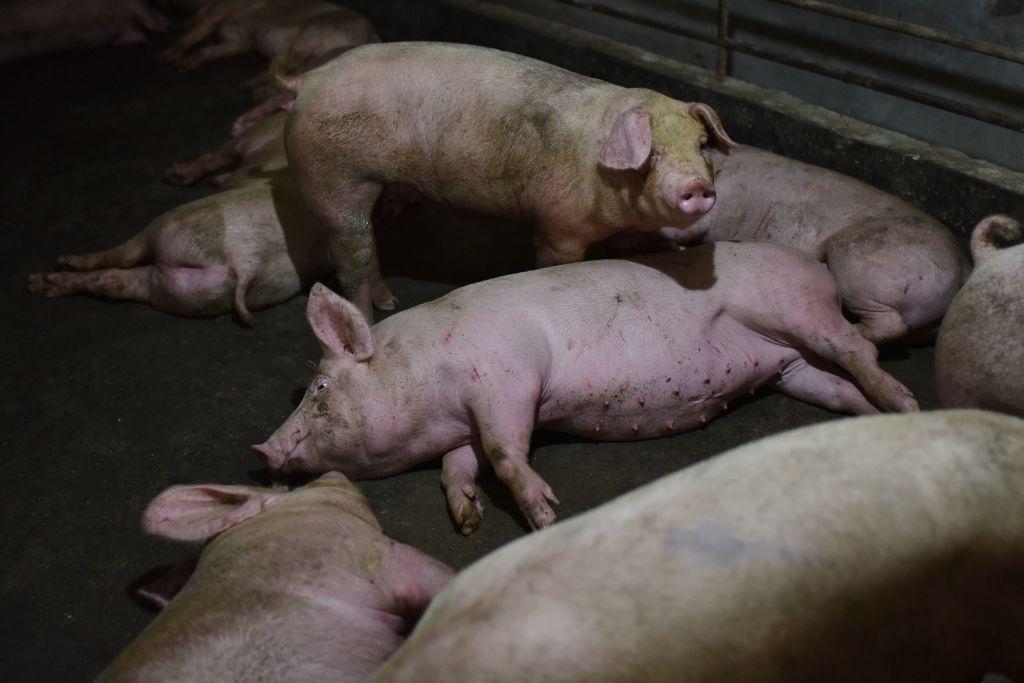 Feed Shortage Leads to Pig Cannibalism; China’s Economy Worsens