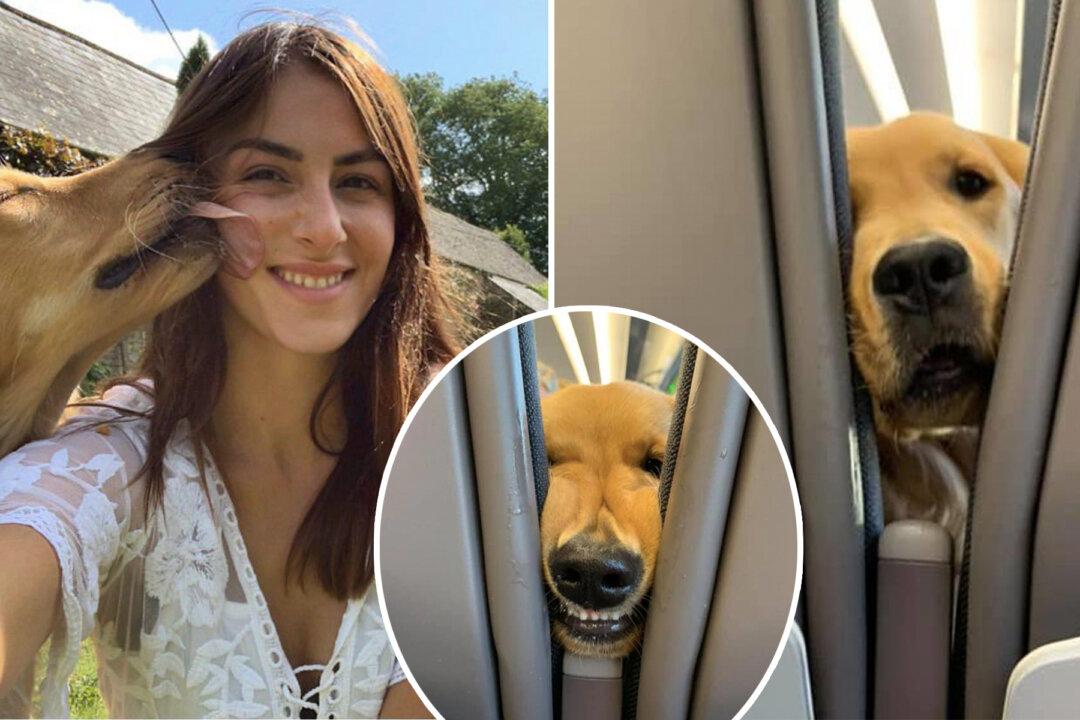 Hungry Puppy on a Train Begging Owner for Chips Leaves Passengers in Hysterics–and the Pics Go Viral