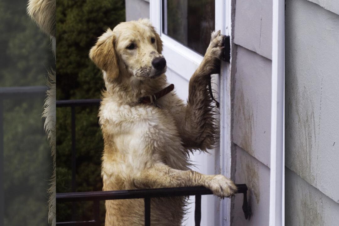 Video: Smart Dog Locked Outside Rings Doorbell at 2:18am, Waits for Owners to Let Her In